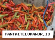 Harga Cabai Rawit di Pasar Bintoro Demak Tetap Tinggi Meski Musim Panen Telah Tiba