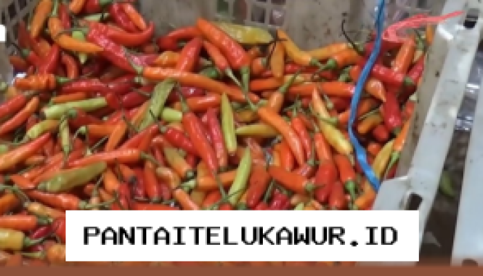 Harga Cabai Rawit di Pasar Bintoro Demak Tetap Tinggi Meski Musim Panen Telah Tiba