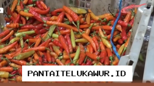 Harga Cabai Rawit di Pasar Bintoro Demak Tetap Tinggi Meski Musim Panen Telah Tiba