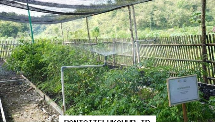 Digitalisasi Biomassa Tingkatkan Efisiensi Cofiring dan Pertumbuhan Ekonomi Desa