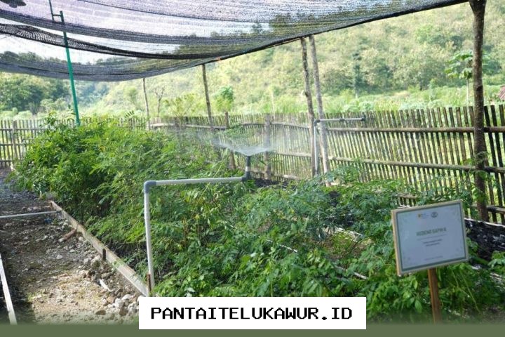 Digitalisasi Biomassa Tingkatkan Efisiensi Cofiring dan Pertumbuhan Ekonomi Desa
