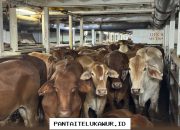 KAI Logistik Kolaborasi dengan Bogantara untuk Mengembangkan Layanan Pengiriman Hewan Ternak yang Efisien dan Aman