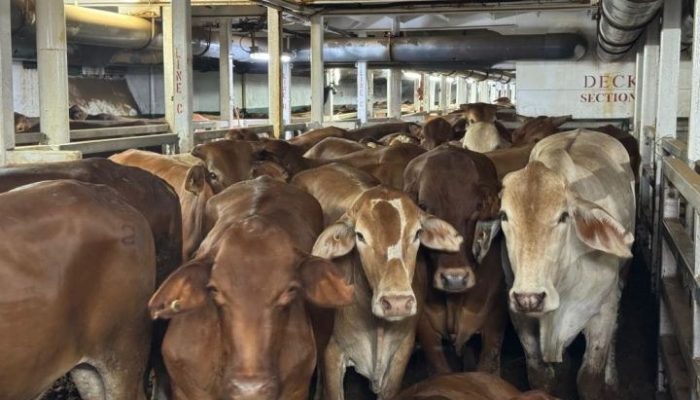 KAI Logistik Kolaborasi dengan Bogantara untuk Mengembangkan Layanan Pengiriman Hewan Ternak yang Efisien dan Aman