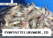 KKP Tetapkan Target Produksi Udang Kebumen Capai 960 Ton untuk Pasar Ekspor Tahun Ini