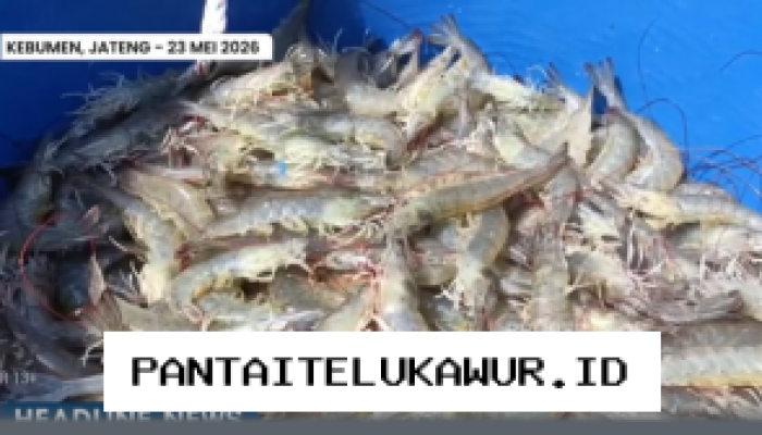 KKP Tetapkan Target Produksi Udang Kebumen Capai 960 Ton untuk Pasar Ekspor Tahun Ini