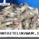 KKP Tetapkan Target Produksi Udang Kebumen Capai 960 Ton untuk Pasar Ekspor Tahun Ini