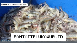 KKP Tetapkan Target Produksi Udang Kebumen Capai 960 Ton untuk Pasar Ekspor Tahun Ini