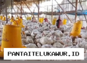 Menjelang Iduladha, Peternak Ayam Rakyat Diwajibkan Jual Ayam di Bawah Biaya Produksi