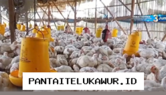 Menjelang Iduladha, Peternak Ayam Rakyat Diwajibkan Jual Ayam di Bawah Biaya Produksi
