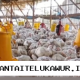 Menjelang Iduladha, Peternak Ayam Rakyat Diwajibkan Jual Ayam di Bawah Biaya Produksi