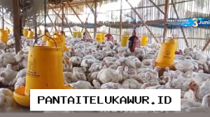 Menjelang Iduladha, Peternak Ayam Rakyat Diwajibkan Jual Ayam di Bawah Biaya Produksi