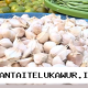Menko Pangan dan Mendag Periksa Stabilitas Harga Sembako di Pasar Tradisional Jakarta