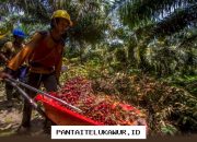 Pabrik Beli TBS Ikuti Harga Disbun, Petani Dinilai Jadi Lebih Tenang