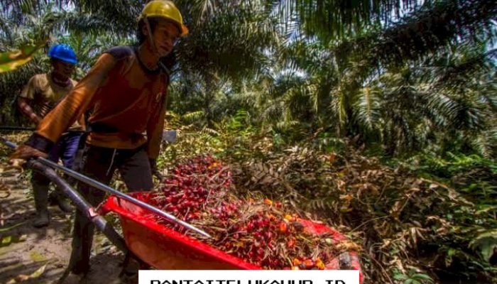 Pabrik Beli TBS Ikuti Harga Disbun, Petani Dinilai Jadi Lebih Tenang