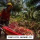 Pabrik Beli TBS Ikuti Harga Disbun, Petani Dinilai Jadi Lebih Tenang