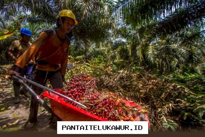 Pabrik Beli TBS Ikuti Harga Disbun, Petani Dinilai Jadi Lebih Tenang
