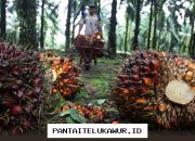 Penurunan Harga Referensi CPO Dipicu oleh Faktor-Faktor Ini