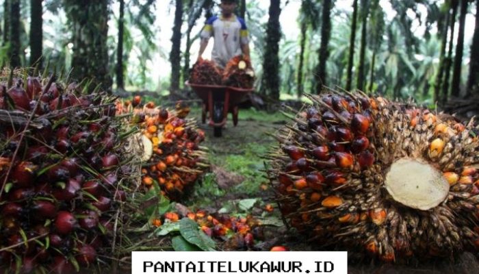 Penurunan Harga Referensi CPO Dipicu oleh Faktor-Faktor Ini