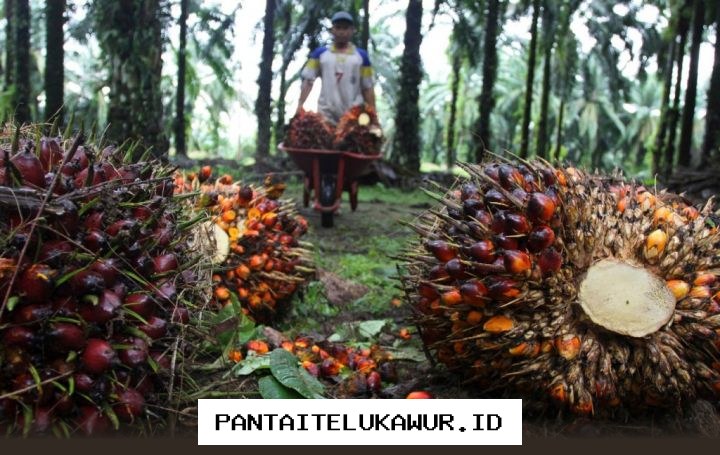 Penurunan Harga Referensi CPO Dipicu oleh Faktor-Faktor Ini