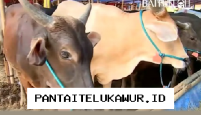 Persediaan Hewan Kurban di Jakarta Mengkhawatirkan Menjelang Hari Raya Iduladha