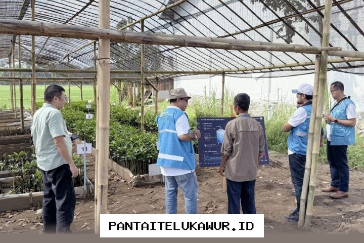 PLN EPI Terapkan Teknologi Digital untuk Pengembangan Pembibitan Mangrove di Cilacap