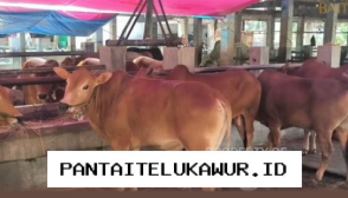 Prediksi Penurunan Penjualan Hewan Kurban di Wilayah Yogyakarta Menjelang Idul Adha