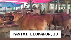Prediksi Penurunan Penjualan Hewan Kurban di Wilayah Yogyakarta Menjelang Idul Adha