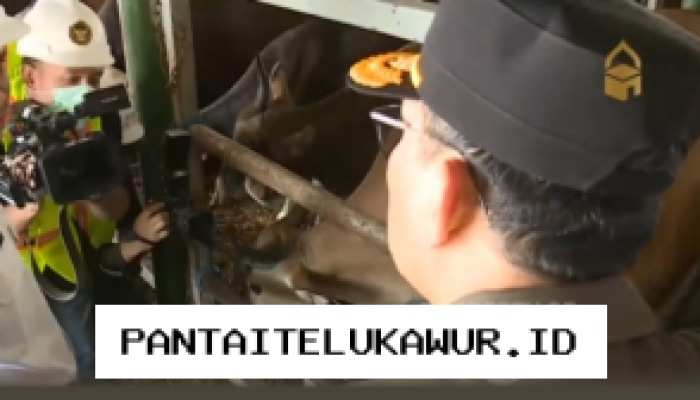 Sapi Asal Kupang Jumlahnya 275 Ekor Tiba di Pelabuhan Tanjung Priok Menjelang Iduladha