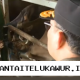 Sapi Asal Kupang Jumlahnya 275 Ekor Tiba di Pelabuhan Tanjung Priok Menjelang Iduladha