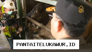 Sapi Asal Kupang Jumlahnya 275 Ekor Tiba di Pelabuhan Tanjung Priok Menjelang Iduladha