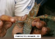 Satgas Khusus Dibentuk untuk Atasi Masalah Penyelundupan BBL yang Merajalela