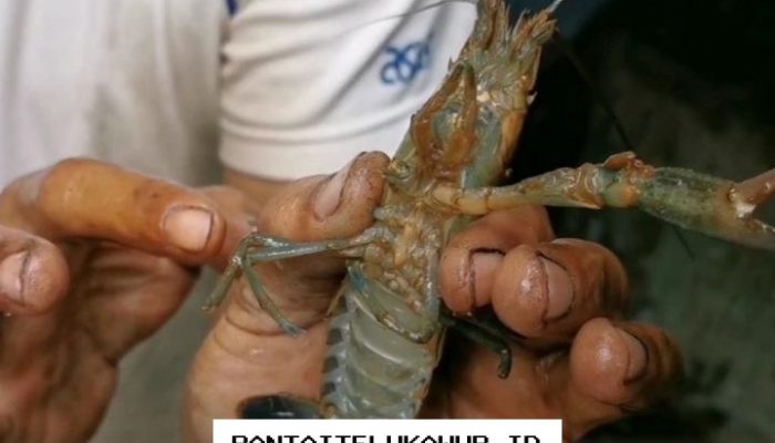 Satgas Khusus Dibentuk untuk Atasi Masalah Penyelundupan BBL yang Merajalela