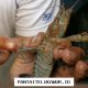 Satgas Khusus Dibentuk untuk Atasi Masalah Penyelundupan BBL yang Merajalela