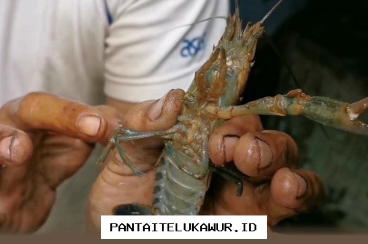 Satgas Khusus Dibentuk untuk Atasi Masalah Penyelundupan BBL yang Merajalela