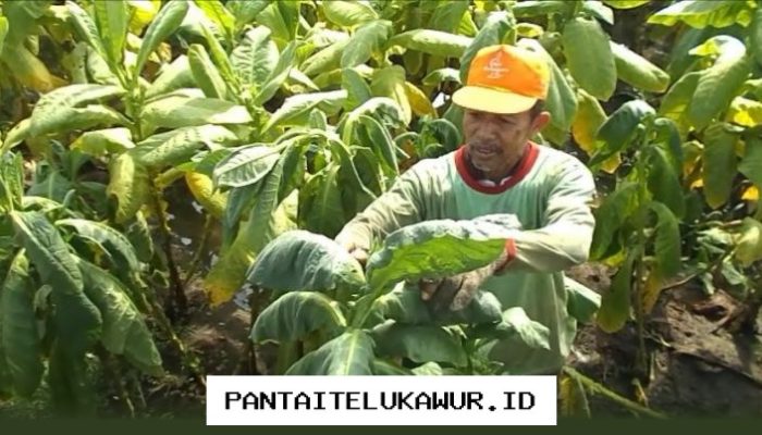 Kebijakan Regulasi Tembakau Harus Dievaluasi Secara Komprehensif untuk Lindungi Masyarakat