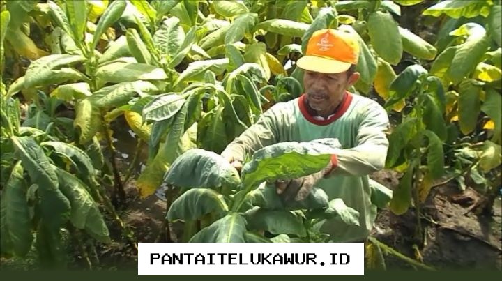 Kebijakan Regulasi Tembakau Harus Dievaluasi Secara Komprehensif untuk Lindungi Masyarakat