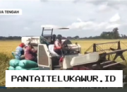 Produksi Padi di Pati Turun 20 Persen Dipicu Cuaca Ekstrem dan Kenaikan Biaya Input Pertanian