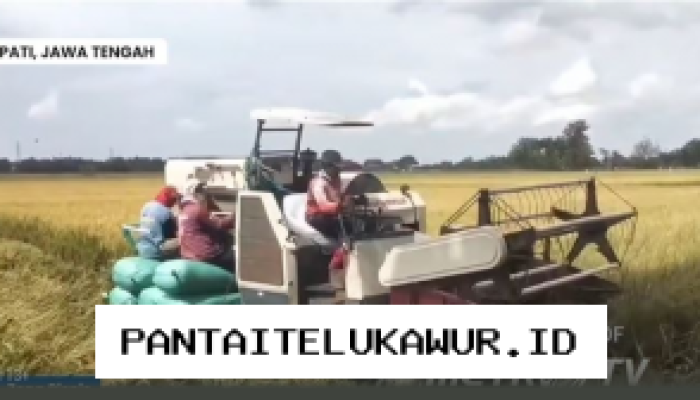 Produksi Padi di Pati Turun 20 Persen Dipicu Cuaca Ekstrem dan Kenaikan Biaya Input Pertanian