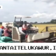 Produksi Padi di Pati Turun 20 Persen Dipicu Cuaca Ekstrem dan Kenaikan Biaya Input Pertanian
