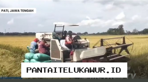 Produksi Padi di Pati Turun 20 Persen Dipicu Cuaca Ekstrem dan Kenaikan Biaya Input Pertanian