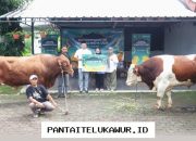 Telkomsel Salurkan Hewan Kurban Iduladha 1447 H untuk Perluas Manfaat bagi Masyarakat dengan Semangat Kebersamaan