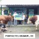 Telkomsel Salurkan Hewan Kurban Iduladha 1447 H untuk Perluas Manfaat bagi Masyarakat dengan Semangat Kebersamaan