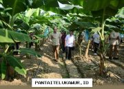 Menteri Pertanian Soroti Peran Komoditas Strategis dalam Mewujudkan Ketahanan Pangan Nasional yang Mandiri