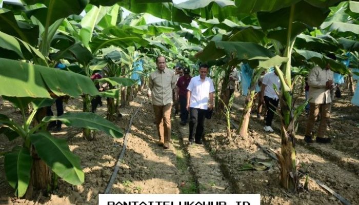Menteri Pertanian Soroti Peran Komoditas Strategis dalam Mewujudkan Ketahanan Pangan Nasional yang Mandiri