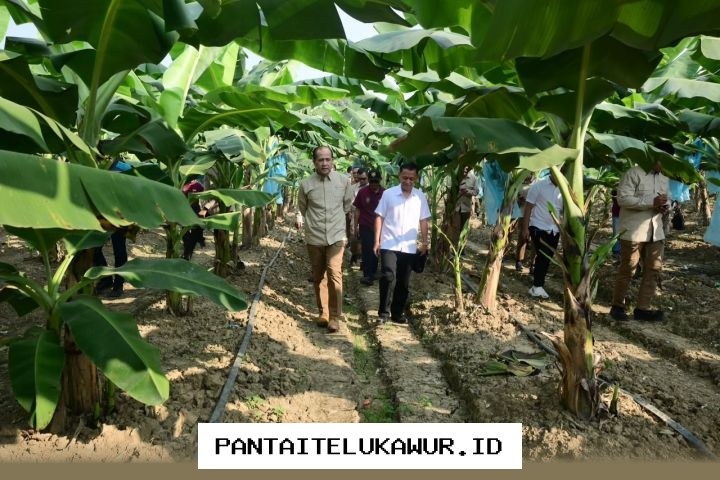 Menteri Pertanian Soroti Peran Komoditas Strategis dalam Mewujudkan Ketahanan Pangan Nasional yang Mandiri