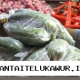 Pantauan Terkini Harga Sembako di Semarang Catat Lonjakan Harga Timun Hingga Dua Kali Lipat